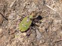 Cicindela campestris (Green Tiger Beetle).jpg